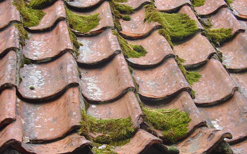 Mildew on the Roof/Attic