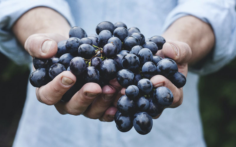 Eating grapes improves cognitive health