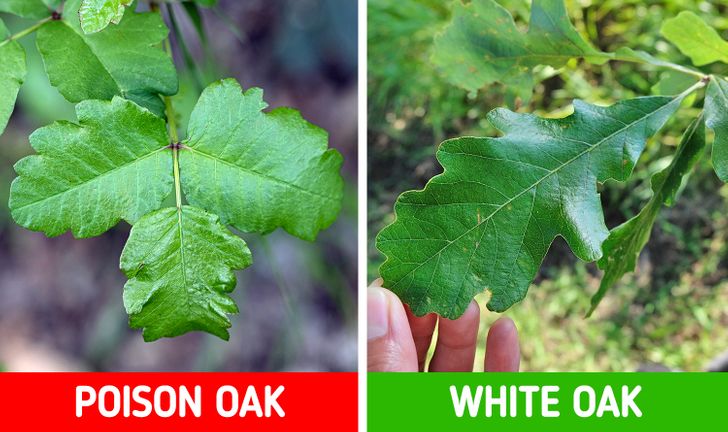 To Poison 8 Poisonous Plants That You Should Never Touch - Habits & Routines