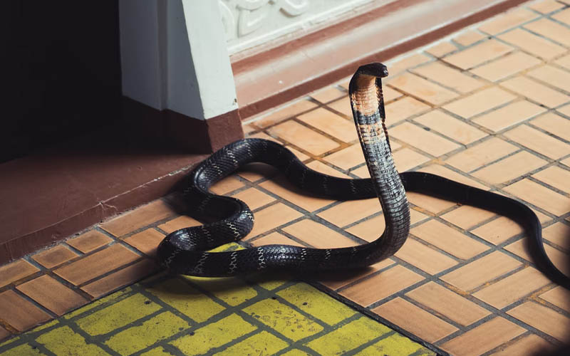 This is How You’re Inviting Snakes to Get into Your Vehicle Habits