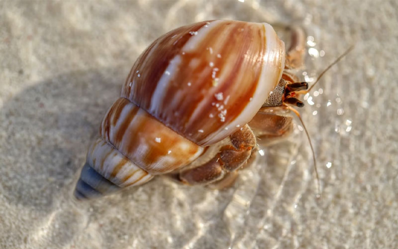 Why You Should Never Collect or Buy Seashells – Habits & Routines