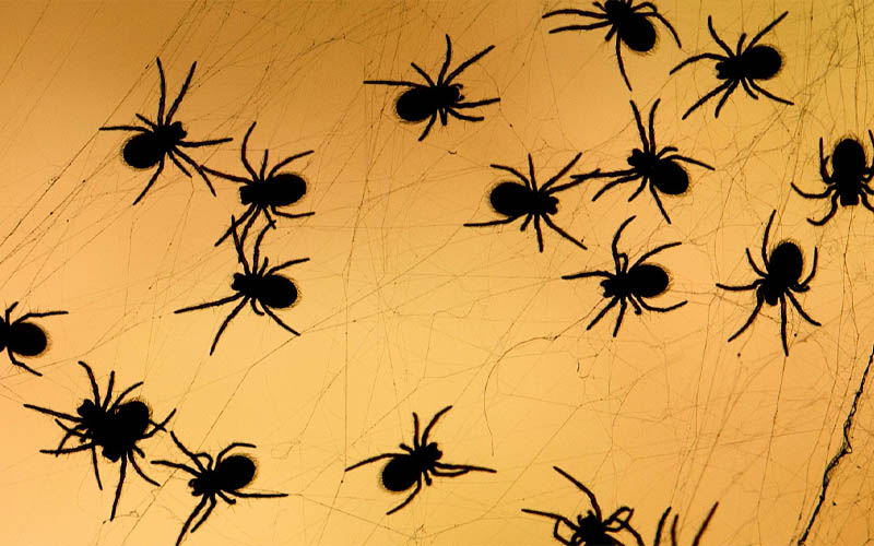 Top 4 Effective Ways to Deter House Spiders Habits & Routines