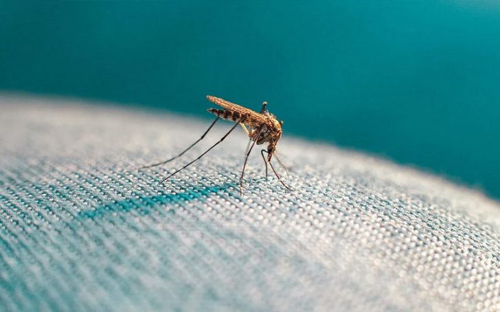 Wear Only One Color If You Detest Mosquito Season – Habits & Routines