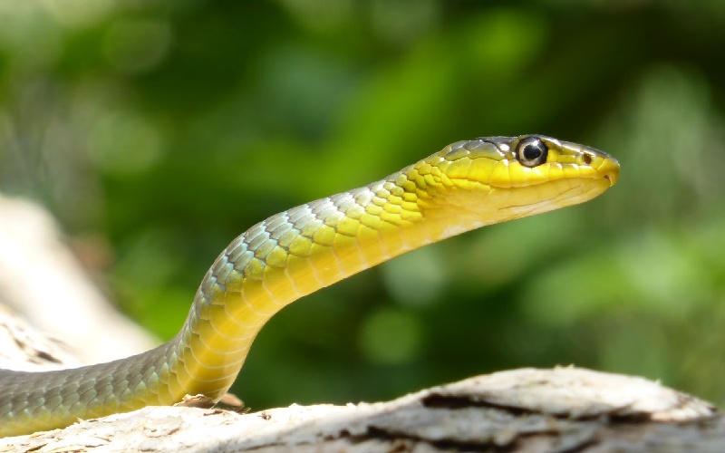 These Common Things in Your Car Are Inviting Snakes Habits & Routines